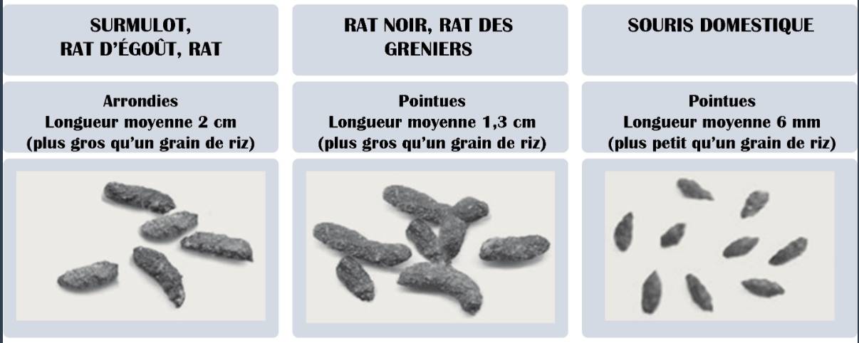 différence entre une souris et un rat