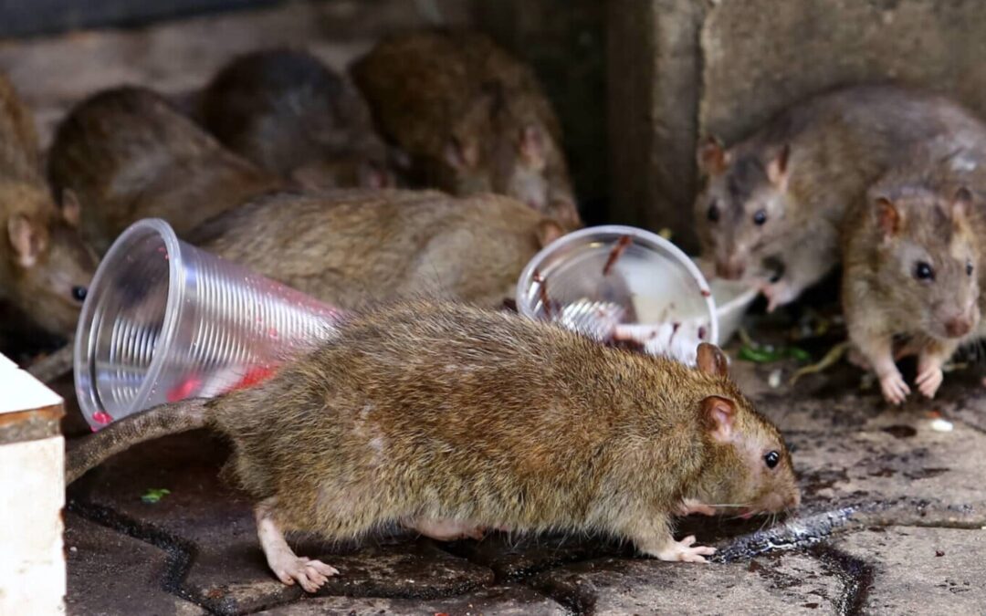 Rongeurs : Quels dégâts pour votre habitat et votre Santé ?