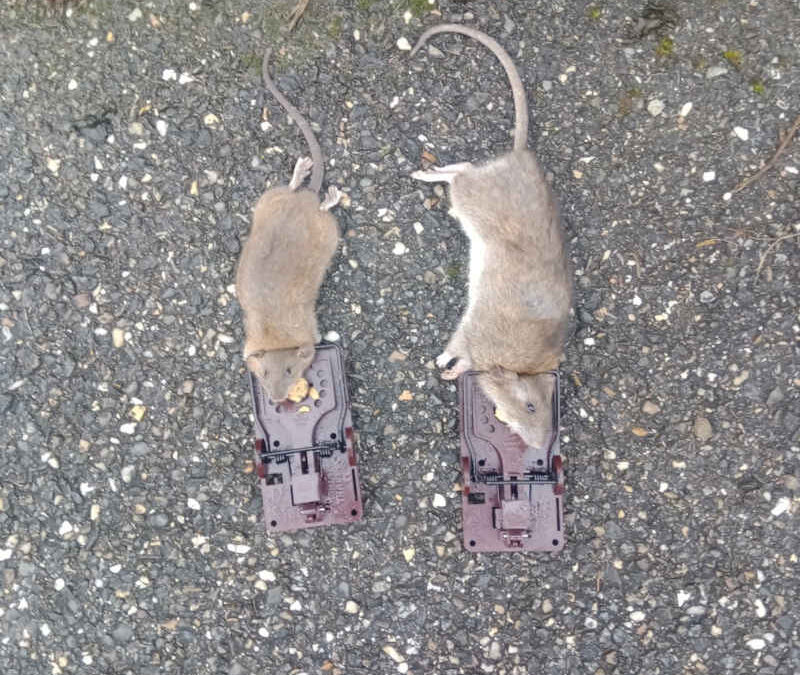 Comment ce débarrasser des rats ?