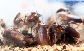 Désinsectisation blattes, cafards, puces et fourmis