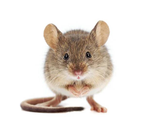 Comment ce débarrasser des souris sans raticide ?